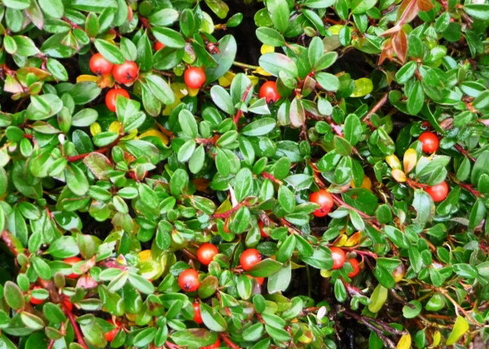 Cotoneaster Skogholm  Madárbirs